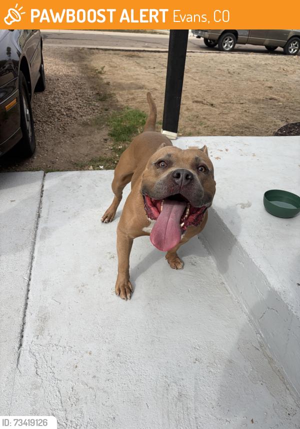 Found/Stray Male Dog last seen Riverside library Evans co, Evans, CO 80620
