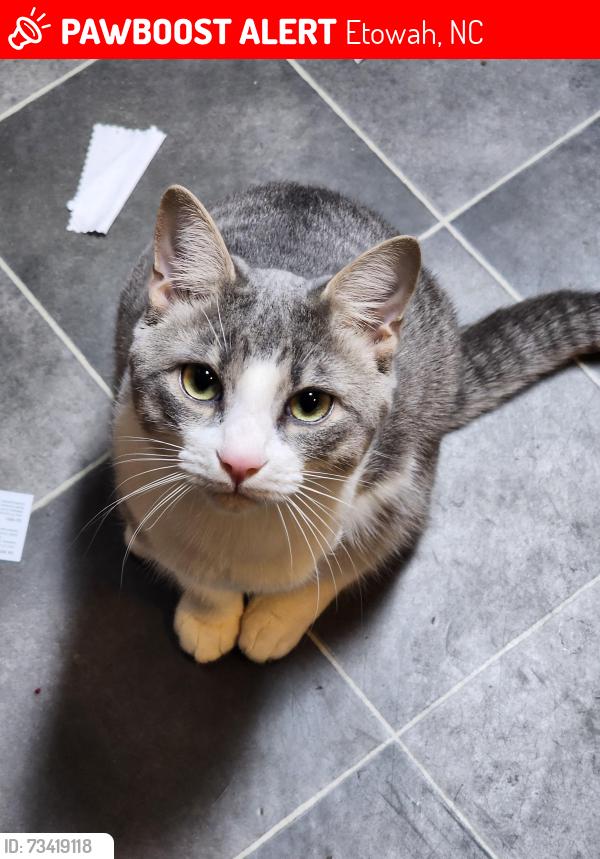 Lost Male Cat last seen Pleasant Grove rd and Ridgemont rd, Hendersonville, NC 28739