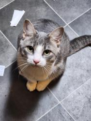 Lost Male Cat last seen Pleasant Grove rd and Ridgemont rd, Hendersonville, NC 28739