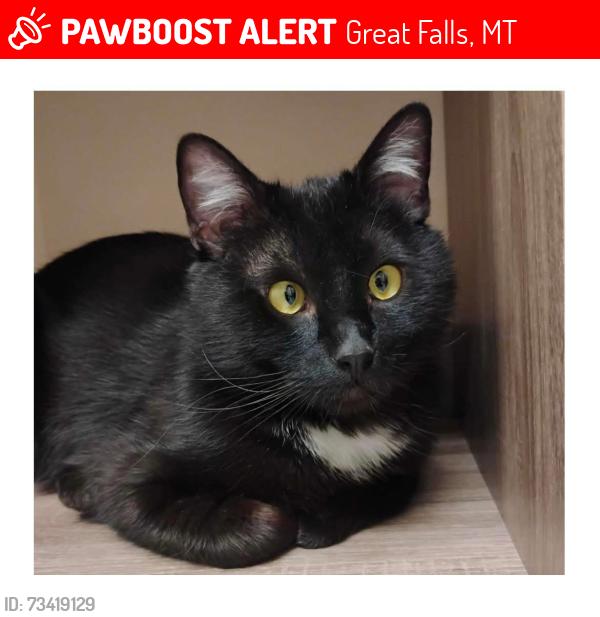 Lost Male Cat last seen 4th St S and 15th Ave South. by Benefis west, Great Falls, MT 59405