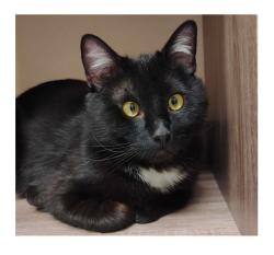 Lost Male Cat last seen 4th St S and 15th Ave South. by Benefis west, Great Falls, MT 59405