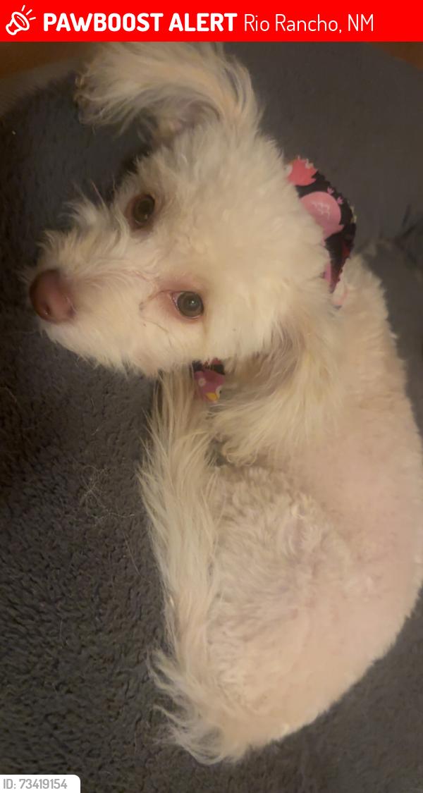 Lost Female Dog last seen Pearl Dr, Rio Rancho, NM 87124