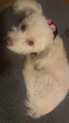 Lost Female Dog last seen Pearl Dr, Rio Rancho, NM 87124