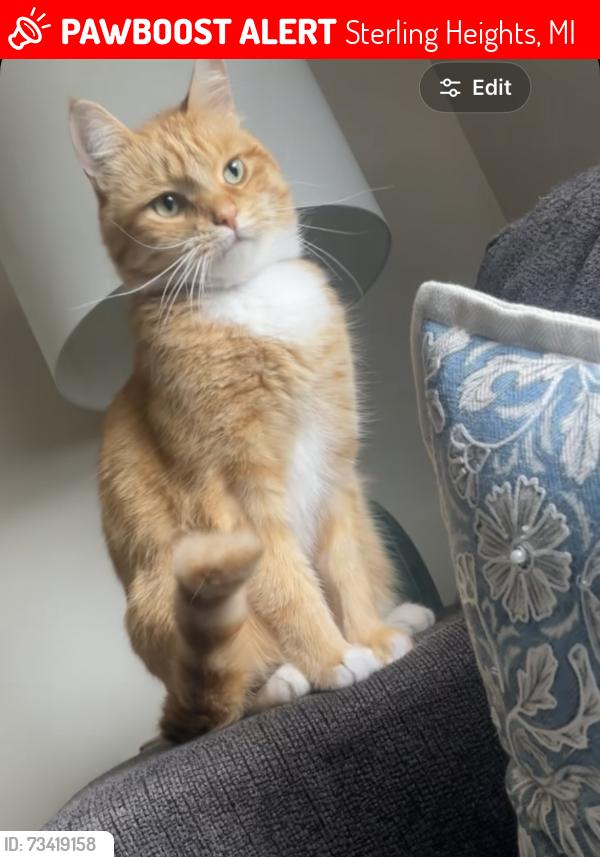 Lost Male Cat last seen Clinton River, Sterling Heights, MI 48313
