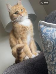 Lost Male Cat last seen Clinton River, Sterling Heights, MI 48313