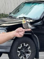 Found/Stray Unknown Bird last seen Near San Benito St, Hayward, CA 94544