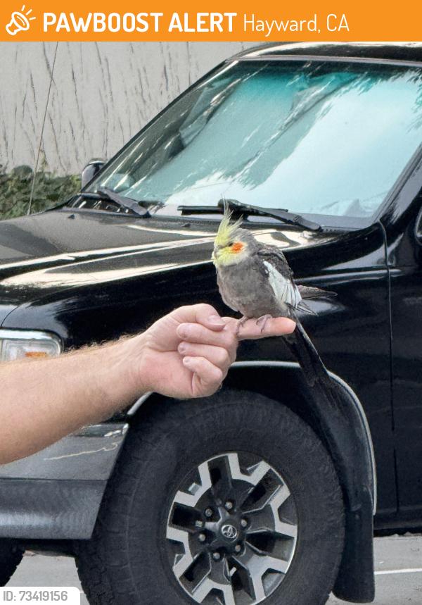 Found/Stray Unknown Bird last seen Near San Benito St, Hayward, CA 94544