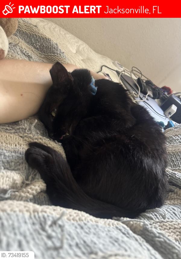 Lost Male Cat last seen dunn ave by the lake bethesda park, Jacksonville, FL 32218