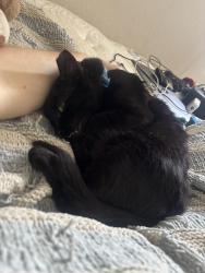 Lost Male Cat last seen dunn ave by the lake bethesda park, Jacksonville, FL 32218