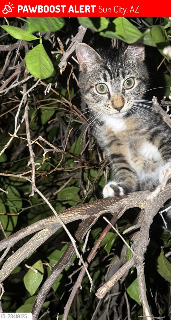 Lost Male Cat last seen Near Av, Sun City, AZ 85351
