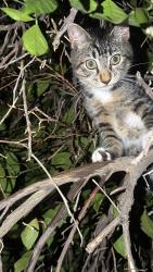 Lost Male Cat last seen Near Av, Sun City, AZ 85351