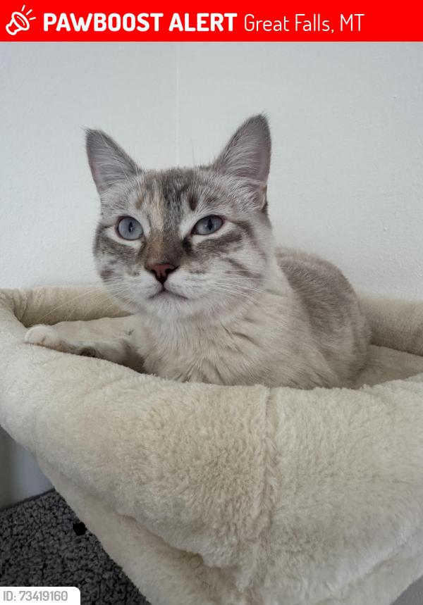 Lost Female Cat last seen Fawn dr and hawk dr, Great Falls, MT 59404