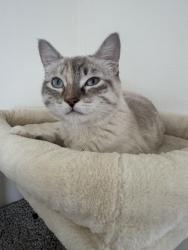 Lost Female Cat last seen Fawn dr and hawk dr, Great Falls, MT 59404