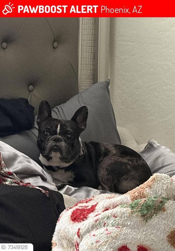 Lost Male Dog last seen Near vineyard, trailside neighborhoods, Phoenix, AZ 85339