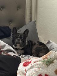 Lost Male Dog last seen Near vineyard, trailside neighborhoods, Phoenix, AZ 85339