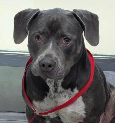 Shelter Stray Female Dog last seen Hooper Boulevard, Imperial Beach, CA, 91932, 5500 Gaines St, San Diego, CA 92110, USA