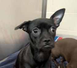 Shelter Stray Female Dog last seen Dorothy Street, El Cajon, CA, 92019, El Cajon, CA 92020, USA