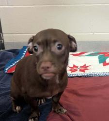 Shelter Stray Female Dog last seen Dorothy Street, El Cajon, CA, 92019, El Cajon, CA 92020, USA
