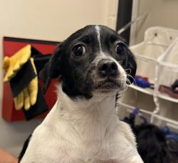 Shelter Stray Female Dog last seen Dorothy Street, El Cajon, CA, 92019, El Cajon, CA 92020, USA