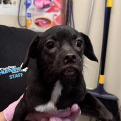 Shelter Stray Female Dog last seen Dorothy Street, El Cajon, CA, 92019, El Cajon, CA 92020, USA