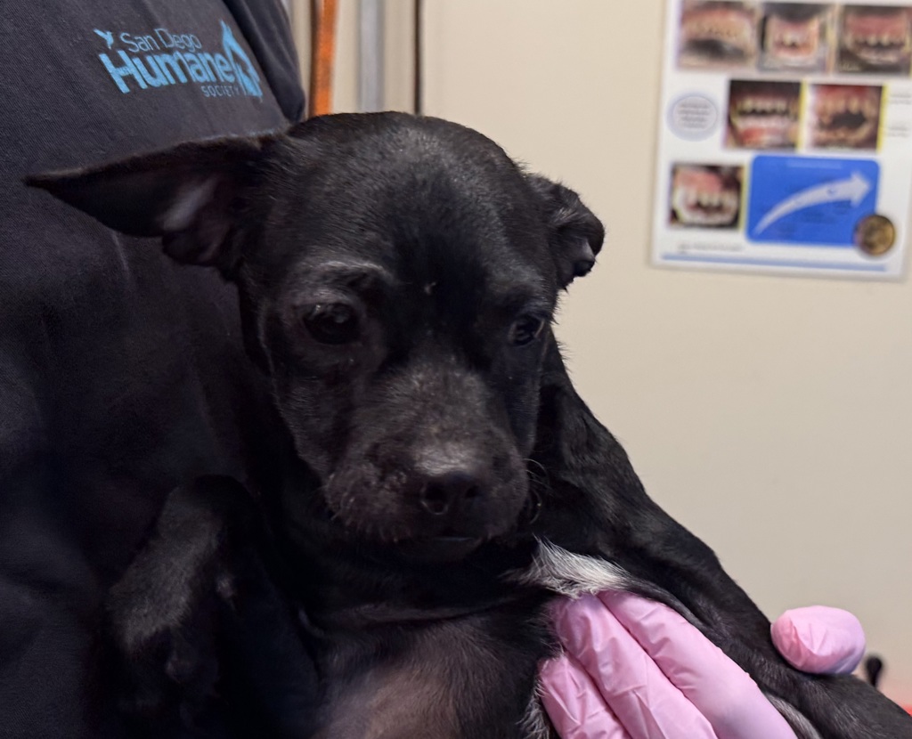 Shelter Stray Female Dog last seen Dorothy Street, El Cajon, CA, 92019, El Cajon, CA 92020, USA