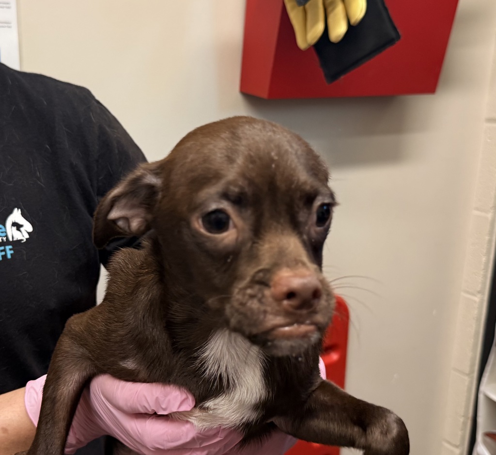 Shelter Stray Male Dog last seen Dorothy Street, El Cajon, CA, 92019, El Cajon, CA 92020, USA