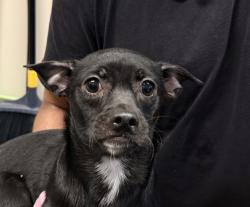 Shelter Stray Male Dog last seen Dorothy Street, El Cajon, CA, 92019, El Cajon, CA 92020, USA