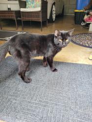 Found/Stray Unknown Cat last seen Near S Orchard Dr, Bolingbrook, IL 60440