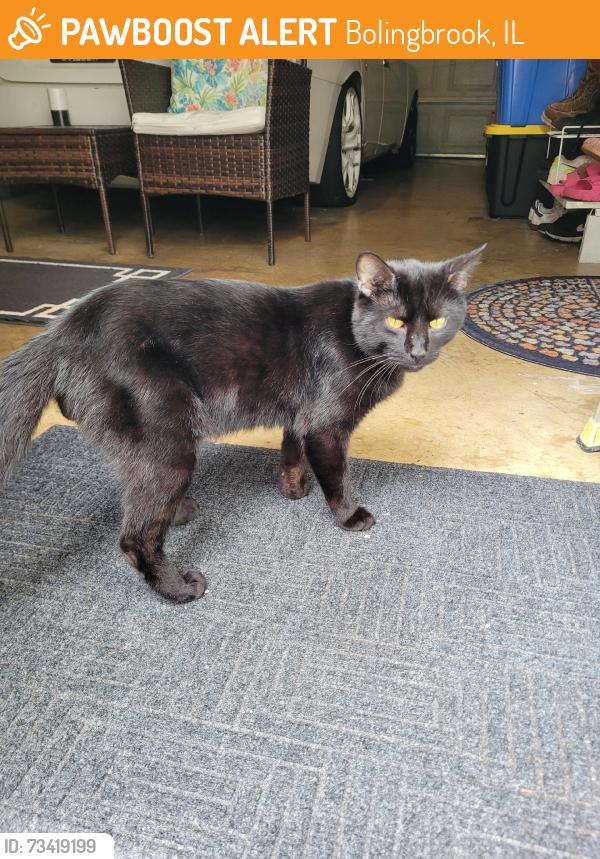 Found/Stray Unknown Cat last seen Near S Orchard Dr, Bolingbrook, IL 60440