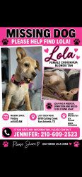 Lost Female Dog last seen Cutting creek NE, San Antonio, TX 78244