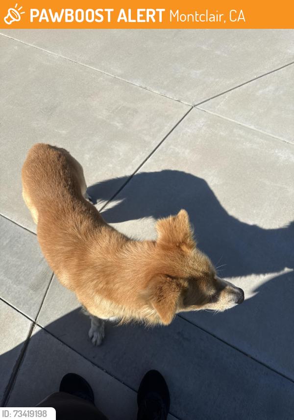 Found/Stray Male Dog last seen Romona and Princeton, Montclair, CA 91763