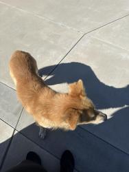 Found/Stray Male Dog last seen Romona and Princeton, Montclair, CA 91763