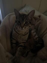 Reunited Male Cat last seen Bells ferry road, Marietta, GA 30062