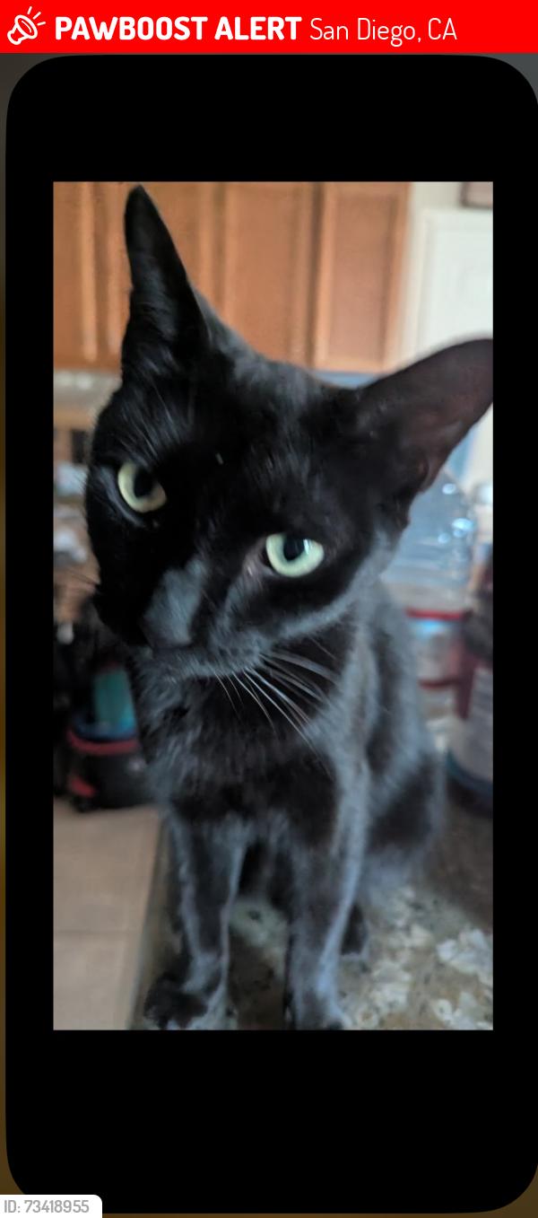 Lost Female Cat last seen Near Capricorn way, Westonhill, Boots, Corvus, San Diego, CA 92126