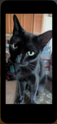 Lost Female Cat last seen Near Capricorn way, Westonhill, Boots, Corvus, San Diego, CA 92126
