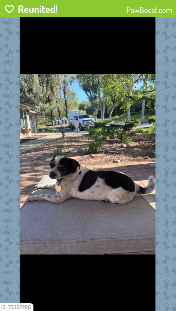 Reunited Male Dog last seen Baja Mission rd, running between hses, Fallbrook, CA 92028