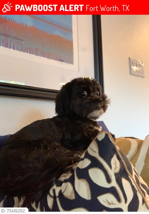 Lost Female Dog last seen Sansom Bluff apmts, Fort Worth, TX 76114
