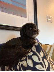 Lost Female Dog last seen Sansom Bluff apmts, Fort Worth, TX 76114
