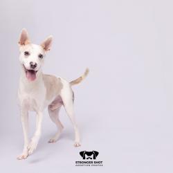 Shelter Stray Male Dog last seen , 3607 N Armenia Ave, Tampa, FL 33607, USA