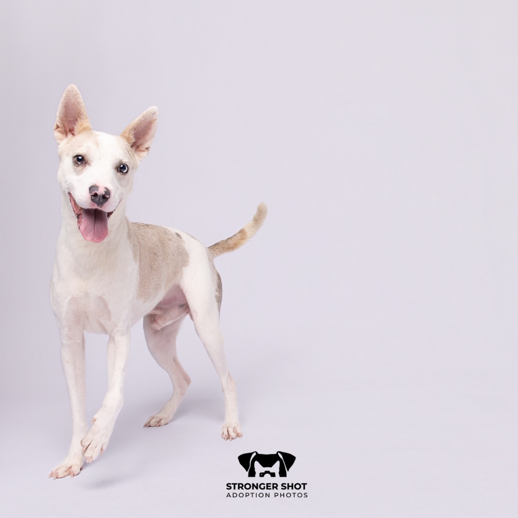Shelter Stray Male Dog last seen , 3607 N Armenia Ave, Tampa, FL 33607, USA