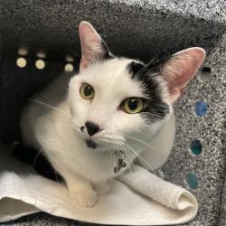 Shelter Stray Male Cat last seen , 361 S Raymond Ave, Pasadena, CA 91105, USA
