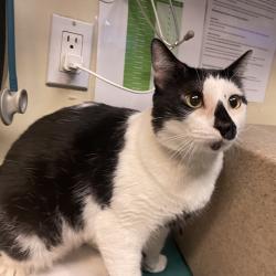 Shelter Stray Male Cat last seen , 361 S Raymond Ave, Pasadena, CA 91105, USA