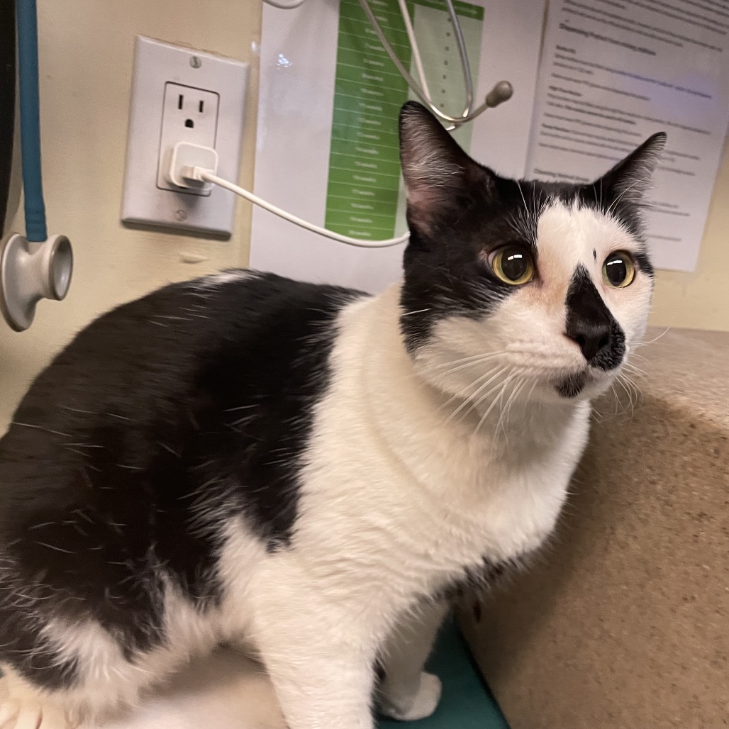 Shelter Stray Male Cat last seen , 361 S Raymond Ave, Pasadena, CA 91105, USA