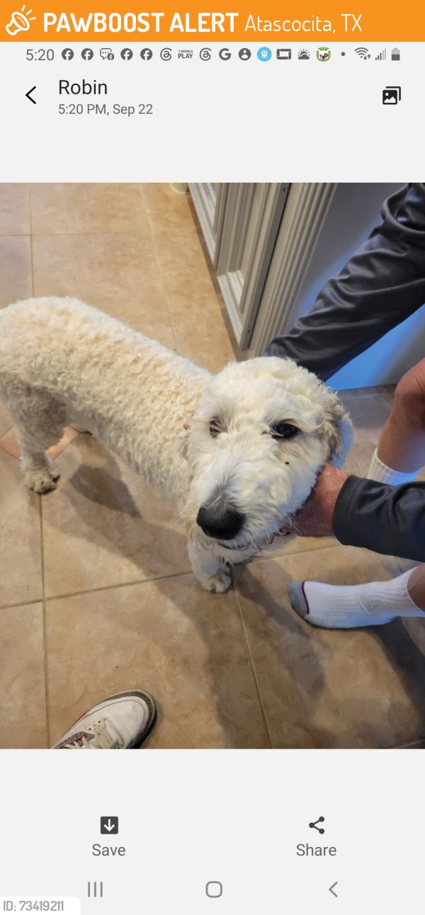 Found/Stray Female Dog last seen Westlake Houston Parkway, Atascocita, TX 77346