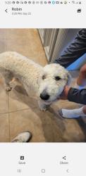 Found/Stray Female Dog last seen Westlake Houston Parkway, Atascocita, TX 77346