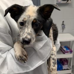Shelter Stray Male Dog last seen , 328 Furman Hall Rd, Greenville, SC 29609, USA