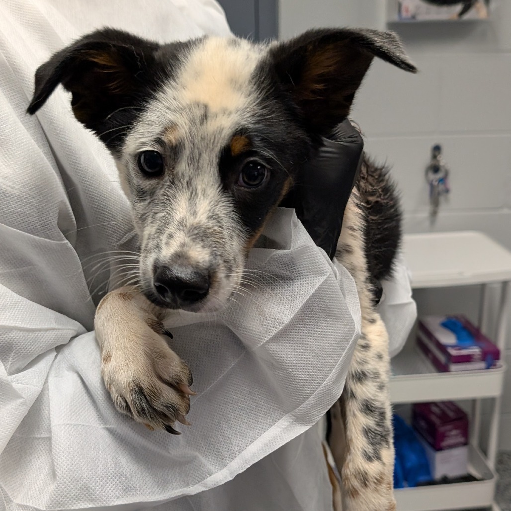 Shelter Stray Male Dog last seen , 328 Furman Hall Rd, Greenville, SC 29609, USA