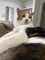 Lost Female Cat last seen Near n summerchase cir willis tx 77318, Willis, TX 77318