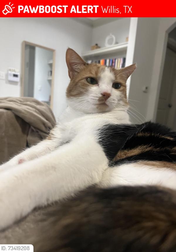 Lost Female Cat last seen Near n summerchase cir willis tx 77318, Willis, TX 77318
