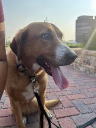 Reunited Male Dog last seen Old Cornelia Hwy, Lula, GA 30554
